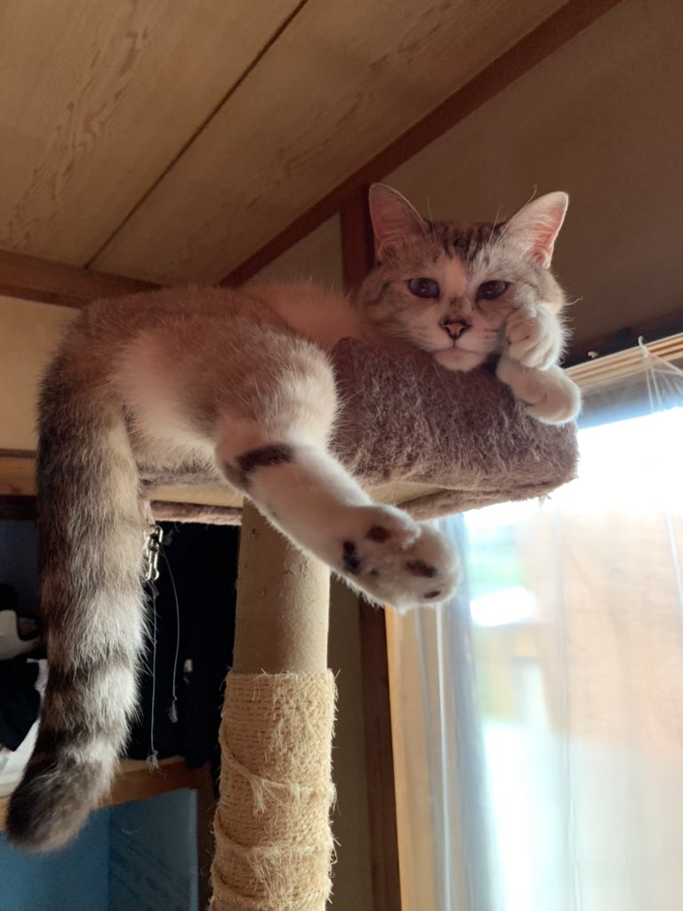 ハニャがいた！