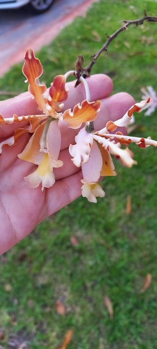 My orchid has blossomed 🌸 https://t.co/wJ0ix2v1l5