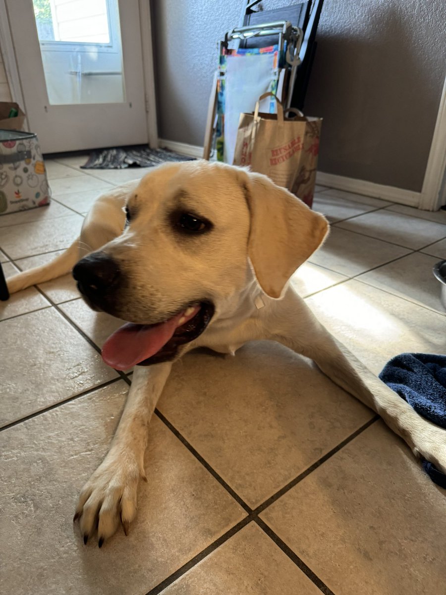 t_ingram9's tweet photo. everyone, meet odie!! https://t.co/ztbJU8fcBk