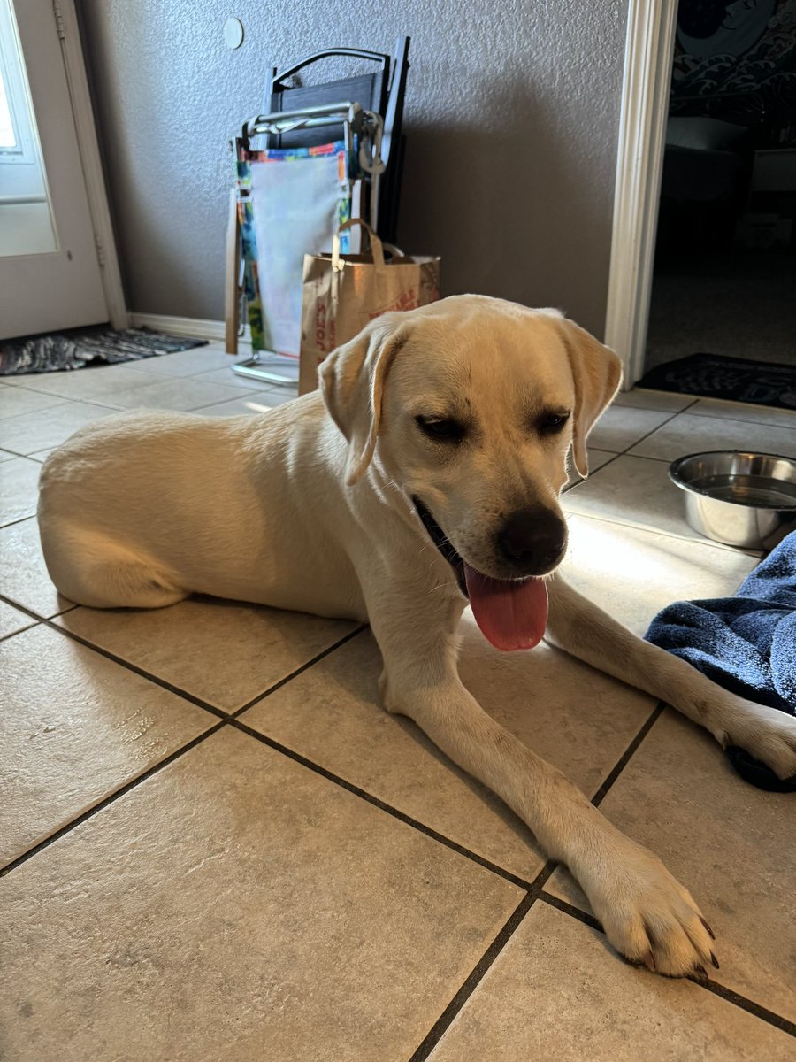 t_ingram9's tweet photo. everyone, meet odie!! https://t.co/ztbJU8fcBk
