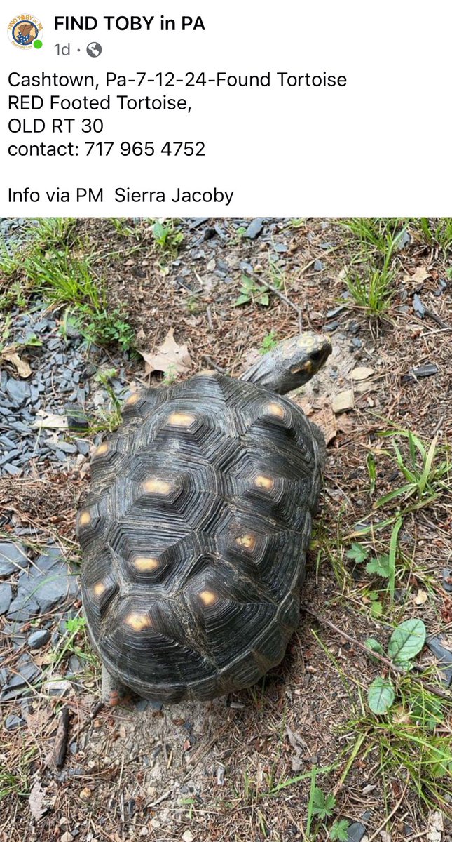 MATTS_Turtles's tweet image. 