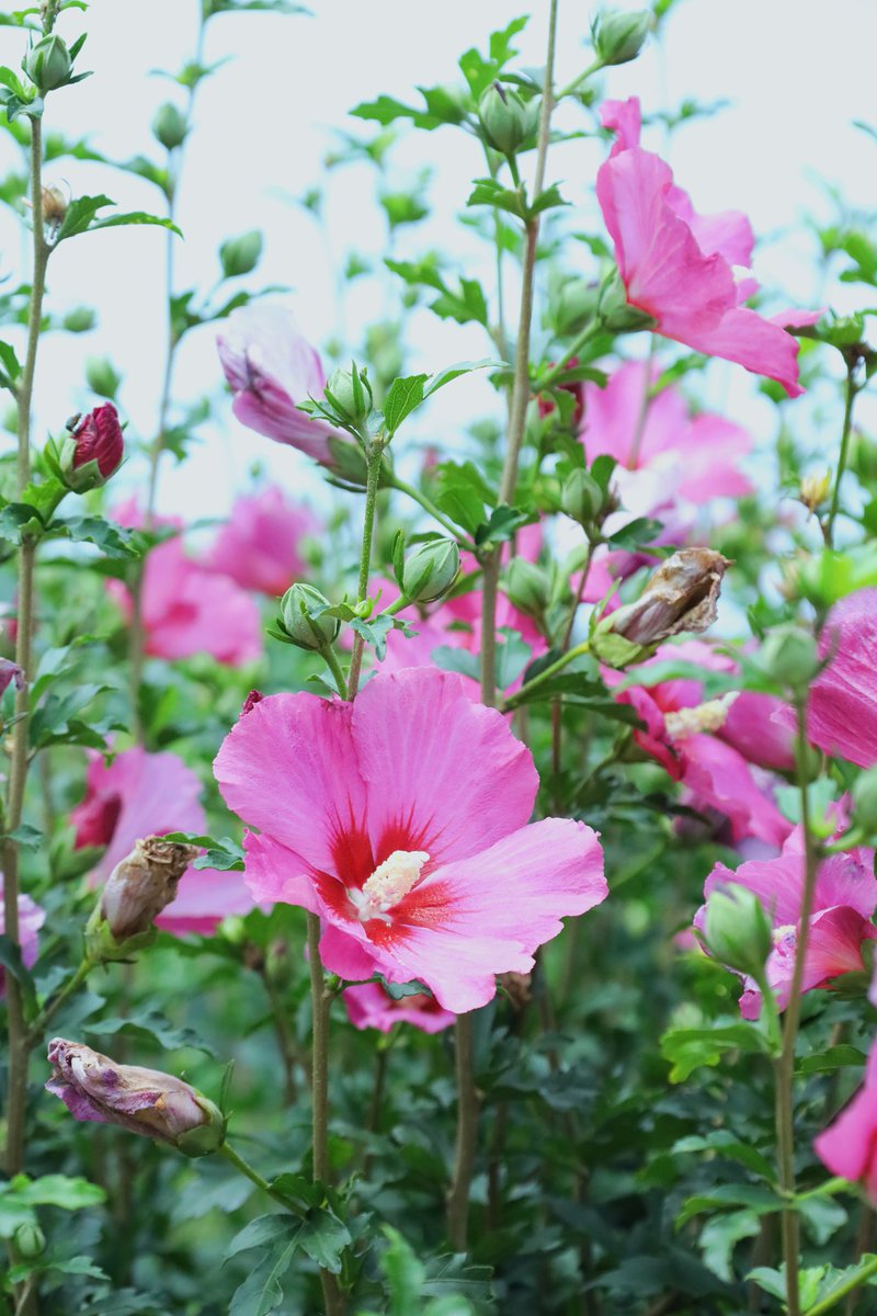 #천리포수목원
여름의 정수
어린이날 비맞으며 어린이 기다리던 공룡탈 게시물 보고 가보고싶었는데 가길 잘했다🌳🍀