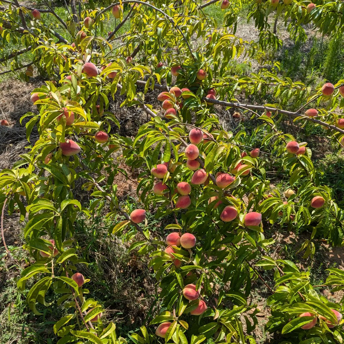 What a lovely day to pick your own peaches ❤️
Sweets Berry Farm in Rutledge GA is less than an hour away from Athens for anyone that's interested!