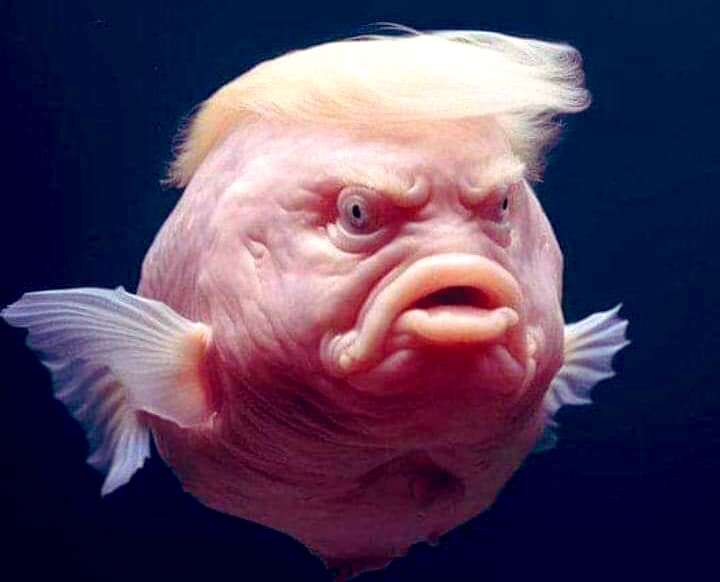 Dernière image de #Trump avec sa nageoire droite entière