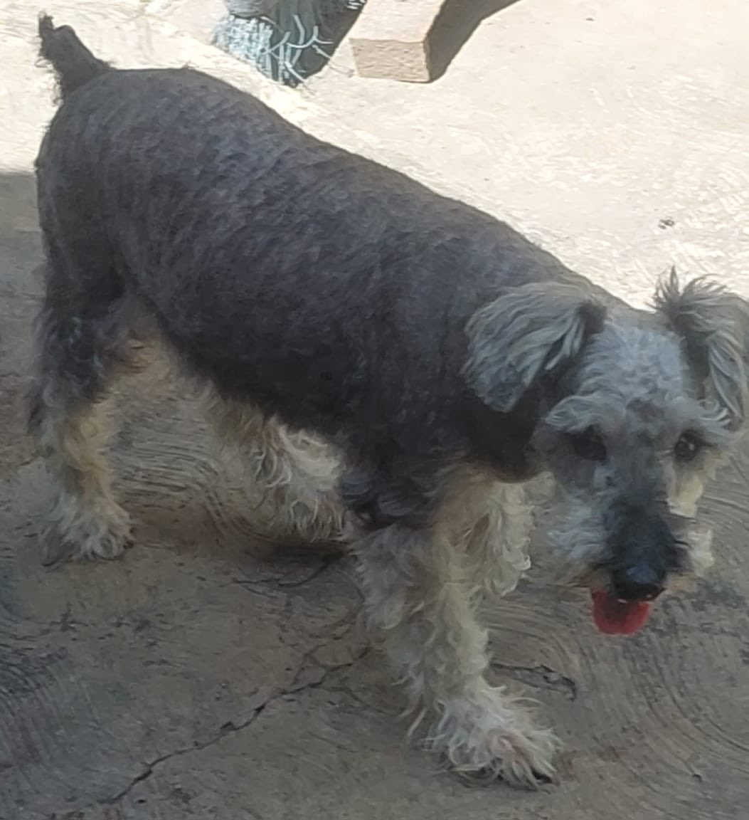 Apoyando con difusión este perro lo conseguí desorientado por la avenida Casanova Godoy a la altura de montaña fresca.... si alguien  es de ese sector y me ayuda a difundir
0412 4832020
Maracay, Edo Aragua
