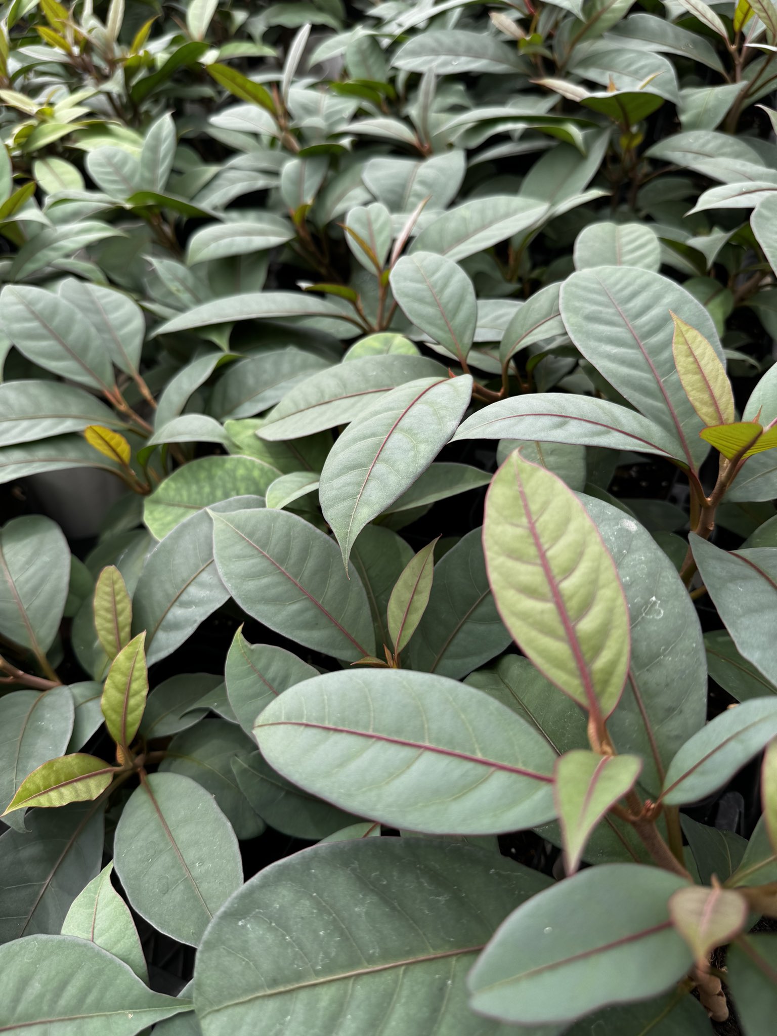 希少】【観葉植物】ニーア ブルーエクアドル 5寸鉢