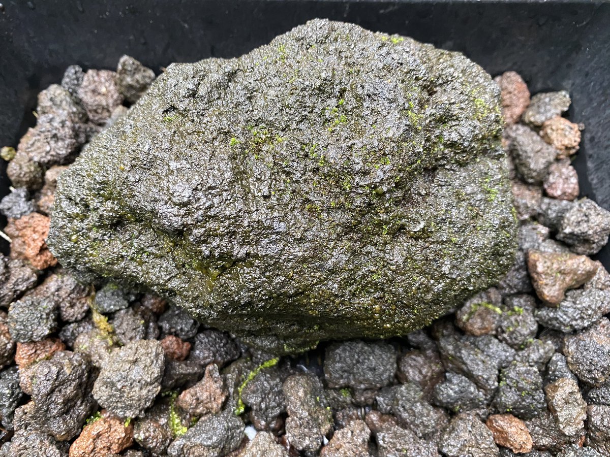 ishikokemusu1's tweet photo. 苔のむすまで384日目
----
梅雨らしいお天気
苔にはベストな気候です

雨がしばらく続いてくれると良いな

減ってしまった苔を回復させるために
雨乞いしよう

雨雨ふれふれ
苔苔むせむせ
雨雨ふれふれ
苔苔むせむせ https://t.co/ww3hfOVdta