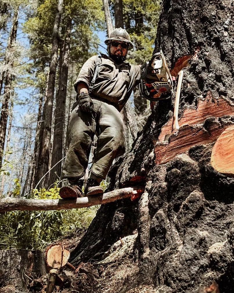 #Repost from @hoodliving
.
Can finally add using springboards into my faller resume. 
Stoked to get off the ground and work this tree. She was big tall and rotten. Got some more that’ll need it too.
📸 @samuel_estep46