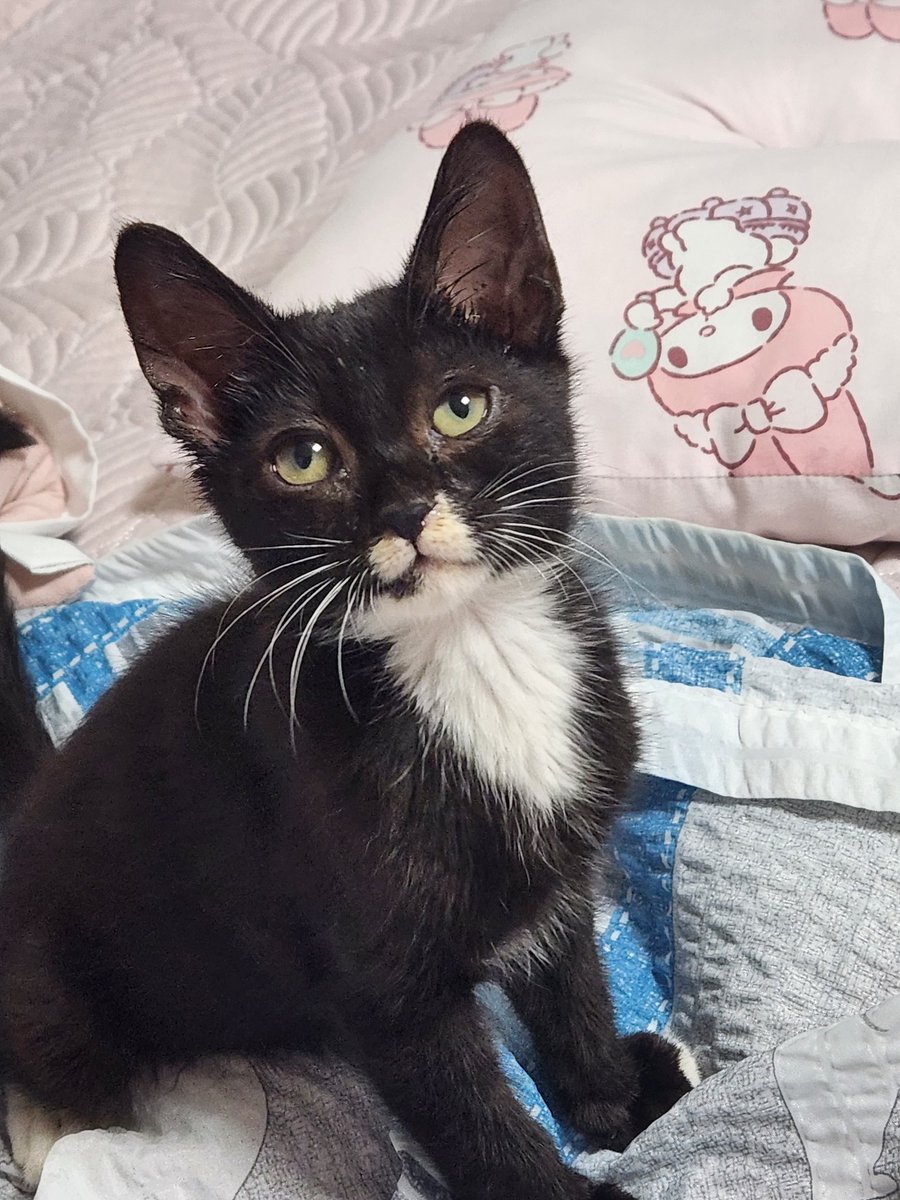 귀여운 아가고양이의 평생가족을 찾습니다❗️
지역 대전 서울이면 좋겠지만 그외 지역이셔도 연락주세요!!
나이:2~3개월 /성별:남 /허피스 조금 있음 (약간의 재채기하고 눈꼽낌)
성격:활발하고 순함 (만질때 고롱송)
특: 밥잘먹고 응아 매우 잘쌈
#입양홍보 #검정고양이 #평생가족찾는중