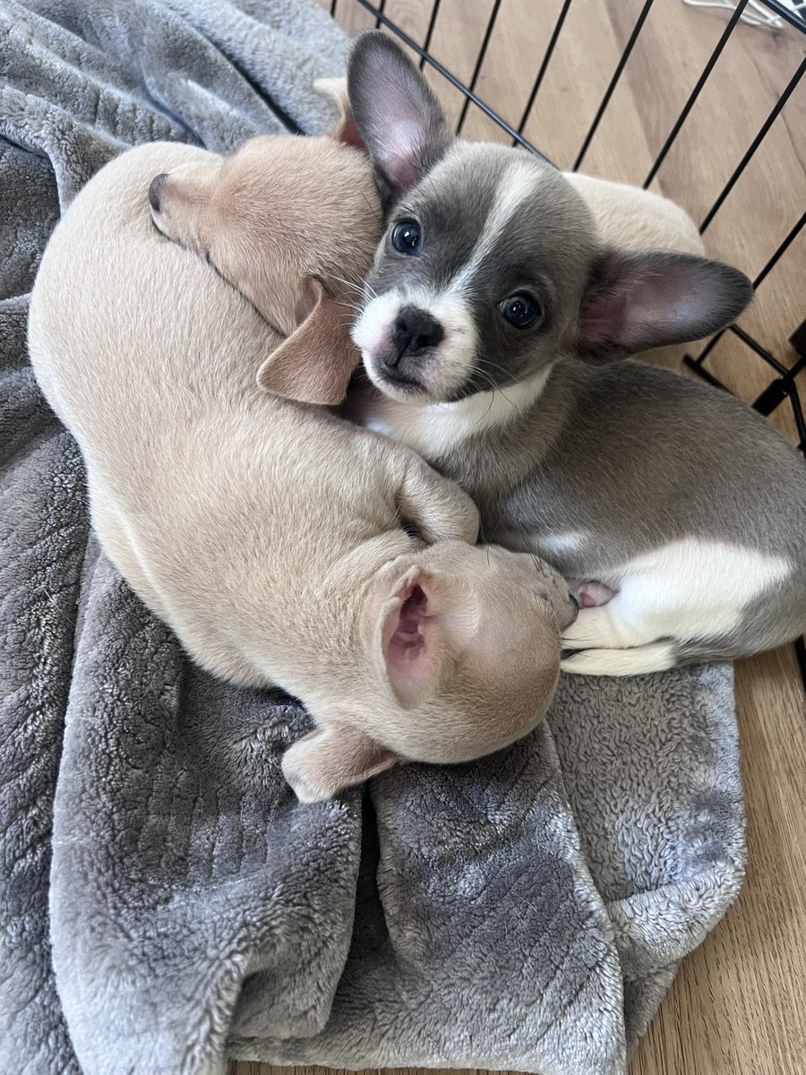 bob25685's tweet photo. I am at a party we are all quietly freaking out not to disturb the puppies. I am whisper reading tweets to someone’s nana https://t.co/JGkECDYloK