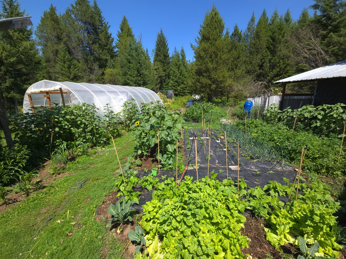McHorNation's tweet photo. My garden.

How are you eating ?? https://t.co/ZIbgCUyERp