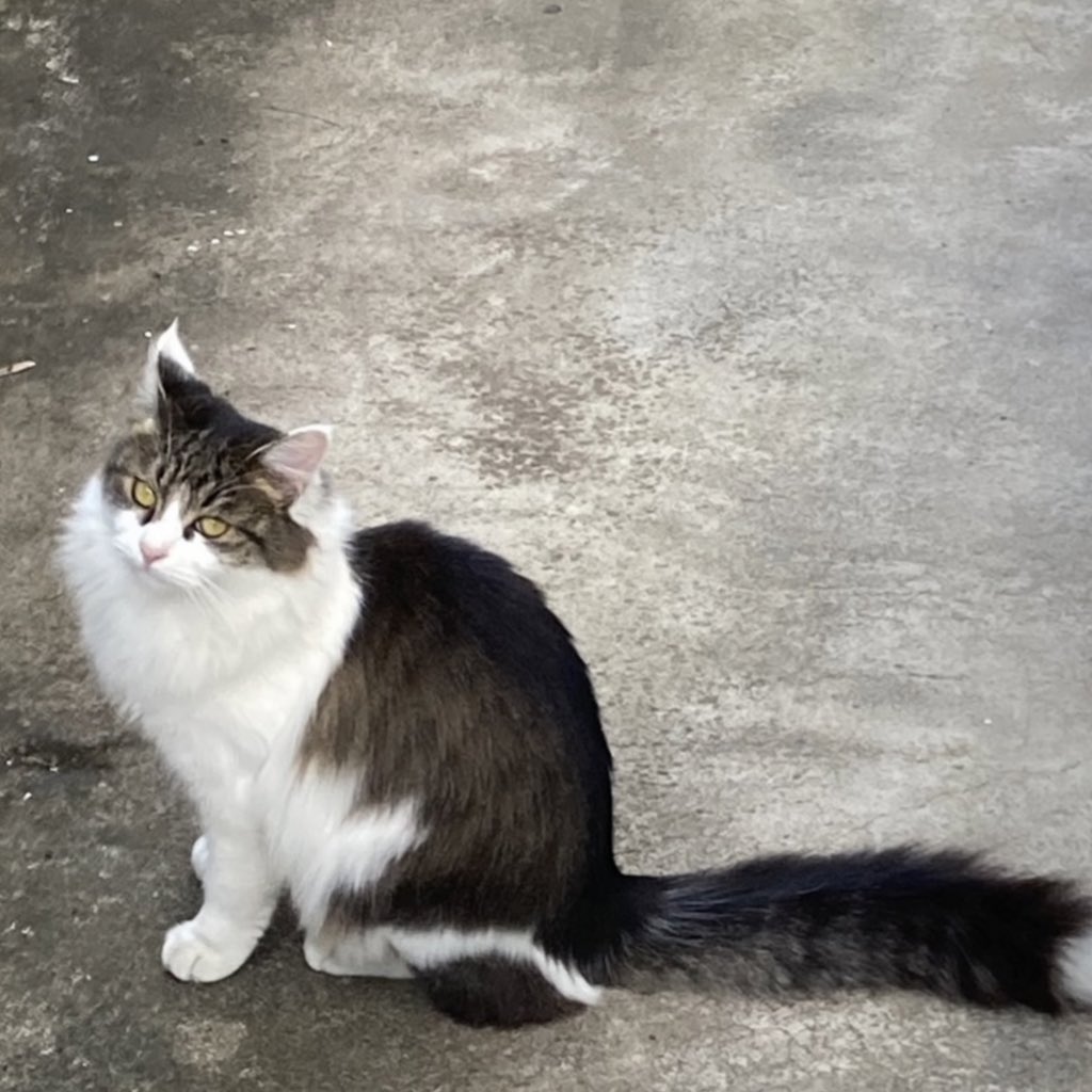愛猫を探しています‼︎
些細な情報で良いので、お見かけの際は連絡ご協力よろしくお願いいたします！
保護猫に出されている
可能性が高いとの事です。
名前：ミミ性別：オス年齢：2歳
キジトラの長毛で耳の先と尻尾の先が
白いです
#迷子猫　#迷い猫 #キジトラ　＃保護猫
 #奈良　#横井町　＃奈良市