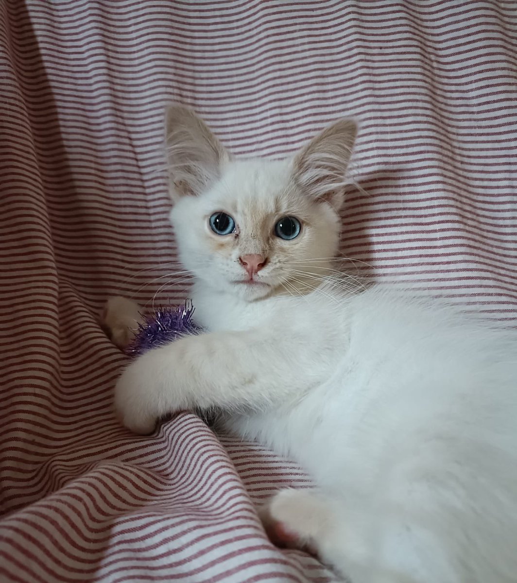 Neinei_art's tweet photo. Nosotras somos Sakura y Kasumi. No nos separamos ni un momento. Aunque es más dificil encontrar una casita que nos quiera a ambas... preferimos esperar a nuestra familia ideal https://t.co/5intLCkeU8
