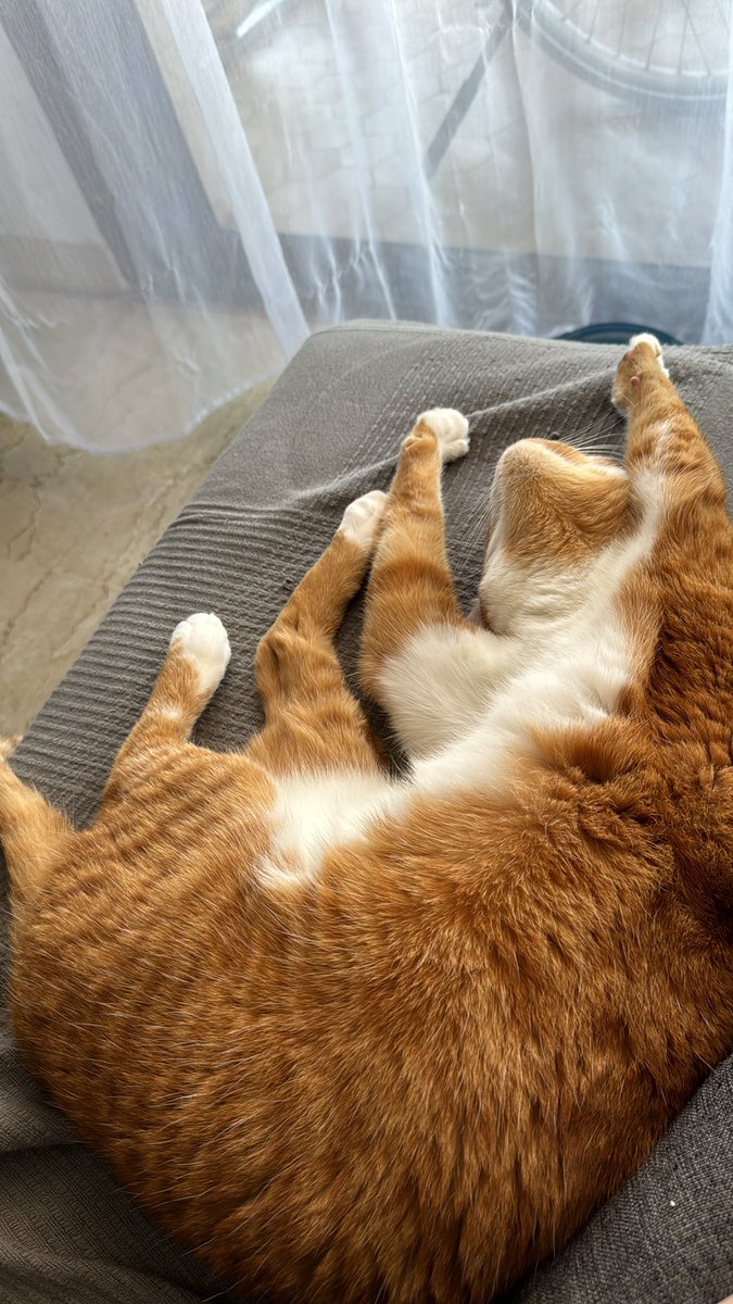 Gangs Of Cats🐾☃️🥕 tweet media