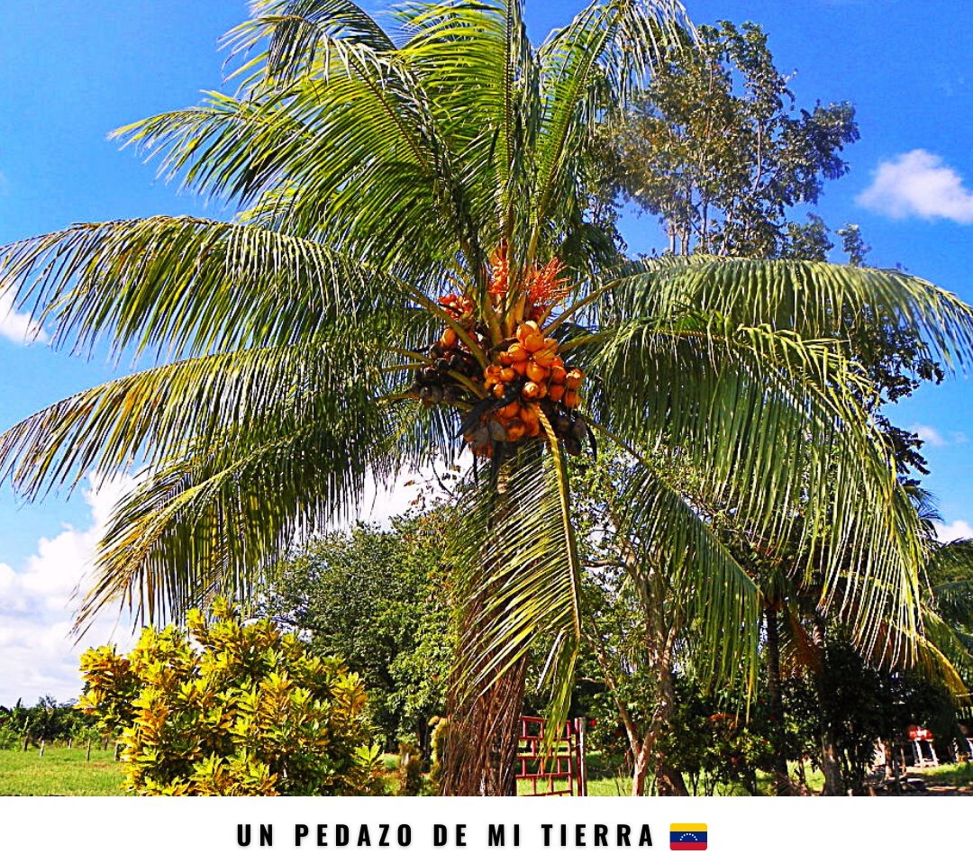 El cocotero es el árbol emblemático del estado #Zulia. Es llamado árbol del cielo o árbol de la vida por su enorme tamaño y sus bondades alimenticias y medicinales. En #Venezuela🇻🇪 el cocotero ha sido de provecho ancestral, usando su fruto para hacer diversos postres criollos.