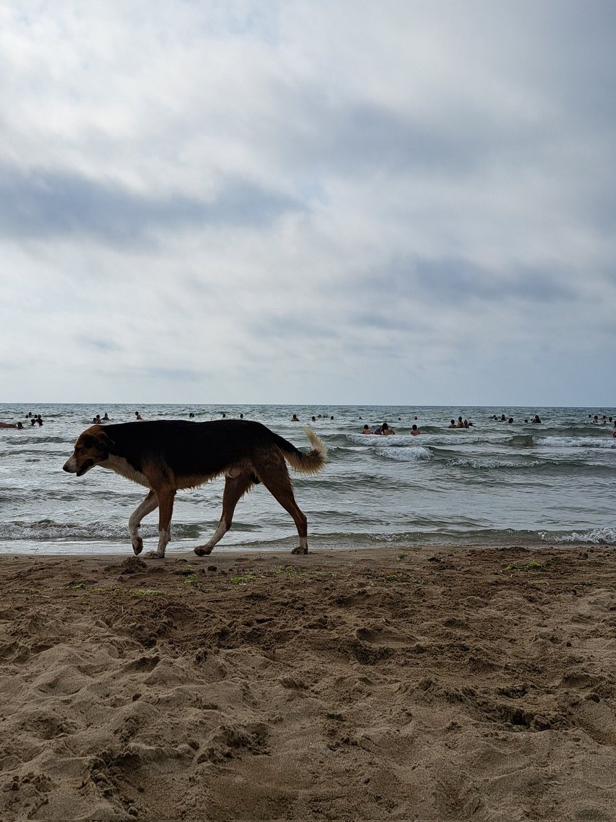 KopekTehlikesi's tweet photo. Başıboş köpeklerin sahillerimize dışkılamasını, kist hidatik saçmasını engellemek için #yasayaevet diyoruz. https://t.co/vKcmBYiwOK