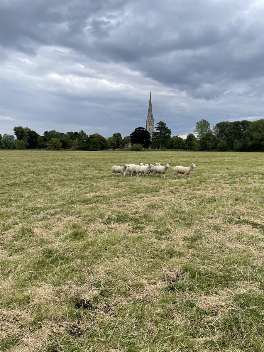 Rob (@rob_salisbury) on Twitter photo Great day with <a href="/HarnhamWMT/">Harnham Water Meadows</a> . Definitely worth a visit on next Open Day in August Great day with <a href="/HarnhamWMT/">Harnham Water Meadows</a> . Definitely worth a visit on next Open Day in August