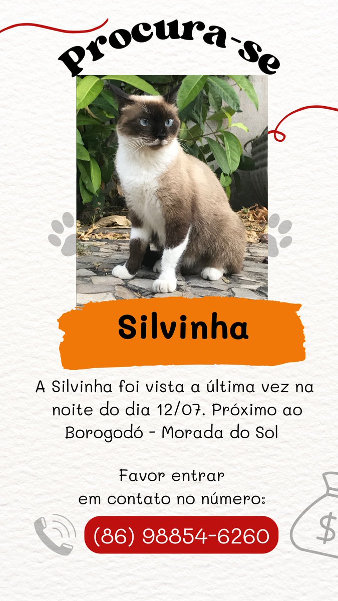 aliciamelo's tweet photo. Oi gente, minha gatinha Silvinha sumiu ontem a noite. Ela é muito dócil e gosta de ficar na mureta aqui da minha casa. Acho que alguém levou. Peço que compartilhem a imagem pra ver se devolvem. 😔 Obrigada.🫶 https://t.co/qaEfTI5aQk