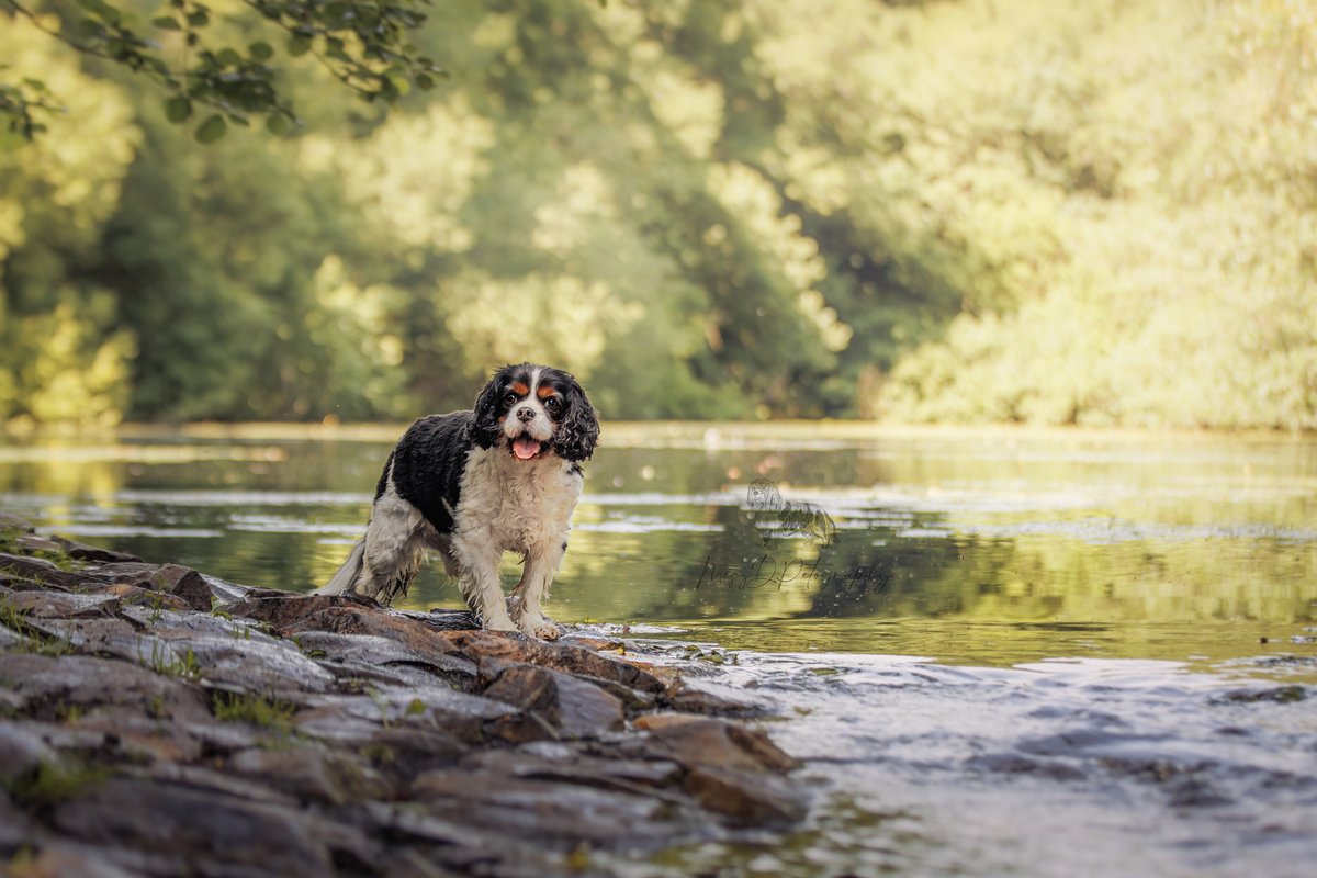 MissDPetography tweet media