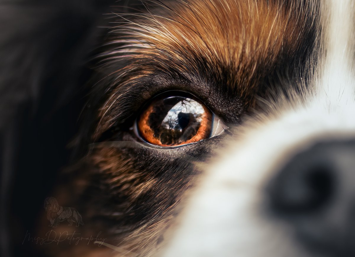 MissDPetography tweet media