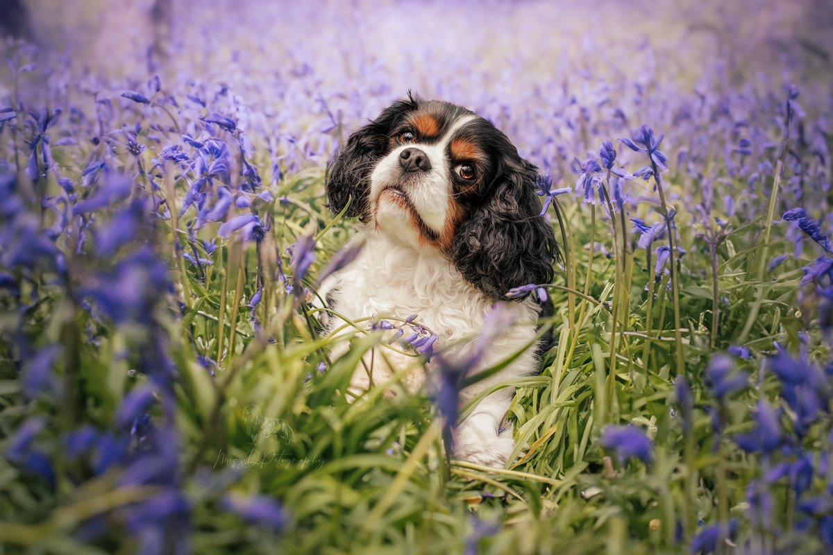 MissDPetography tweet media