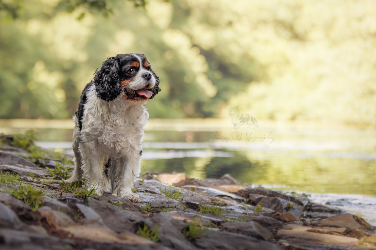 MissDPetography tweet media