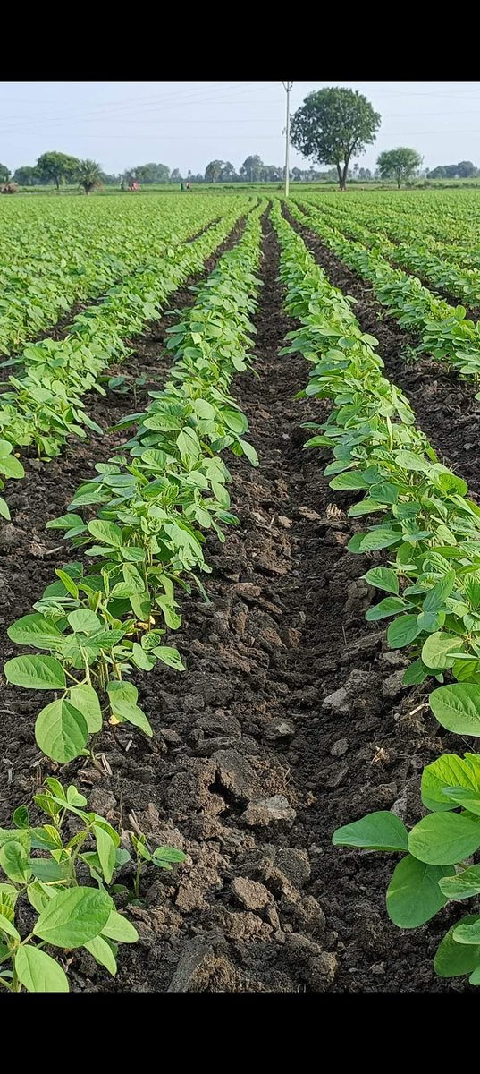 kingskgupta's tweet photo. @Suguna_Foods #Soybean #production #indore #Madhyapradesh https://t.co/y5Mj9d6zMi
