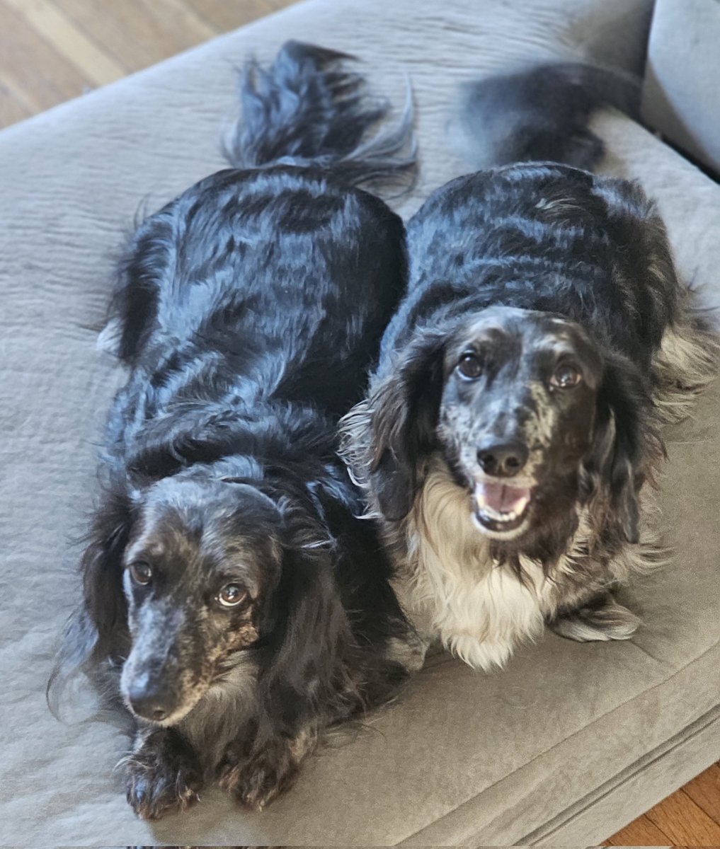 racheldibuono's tweet photo. @BruceExclusive Pita and Ollie ❤️💙 https://t.co/JP5iDC39va