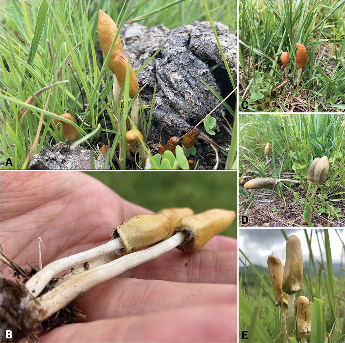 PaulStamets's tweet photo. Recently two new psychoactive species, Psilocybe ingeli and Psilocybe maluti, were identified in South Africa thanks to the efforts of dedicated citizen scientists! This discovery highlights the crucial role of citizen scientists in expanding our understanding of African mycology. 

Most interesting to me is that indigenous people of Lesotho continue to pass on oral language of the use of these psilocybin mushrooms - likely long before European contact and certainly well before science recognized this ‘new’ species: the binomial Psilocybe maluti. Deep respect to all involved.

More info:
https://t.co/mb5KCOFWjC