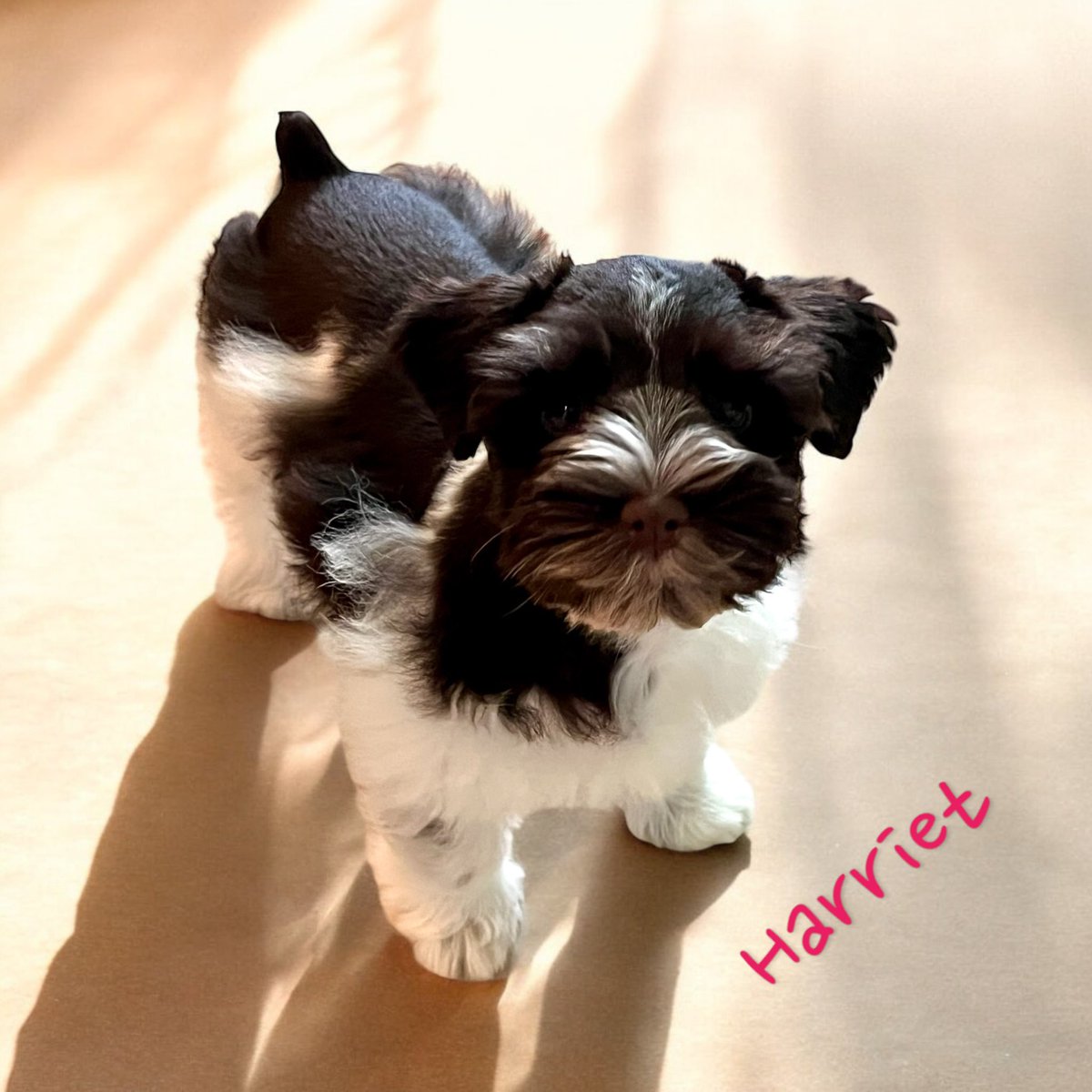 Mini schnauzers puppies available 
#vonbaronschnauzers