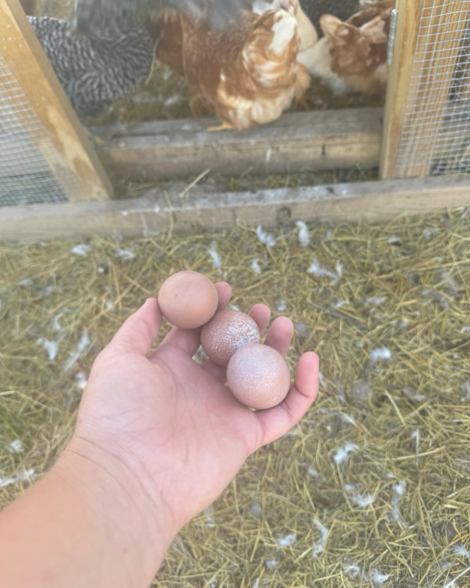 FemaleRancher's tweet image. Lots of chicken eggs for me today! 🥚 I need to make a stand for my eggs so the community can buy them. Do you do this in your community? Comment below! 👇

#FarmLife #FreshEggs #EggStand #CommunitySupport #FarmFresh #EggBusiness #SustainableLiving #ChickenCare #FarmChores