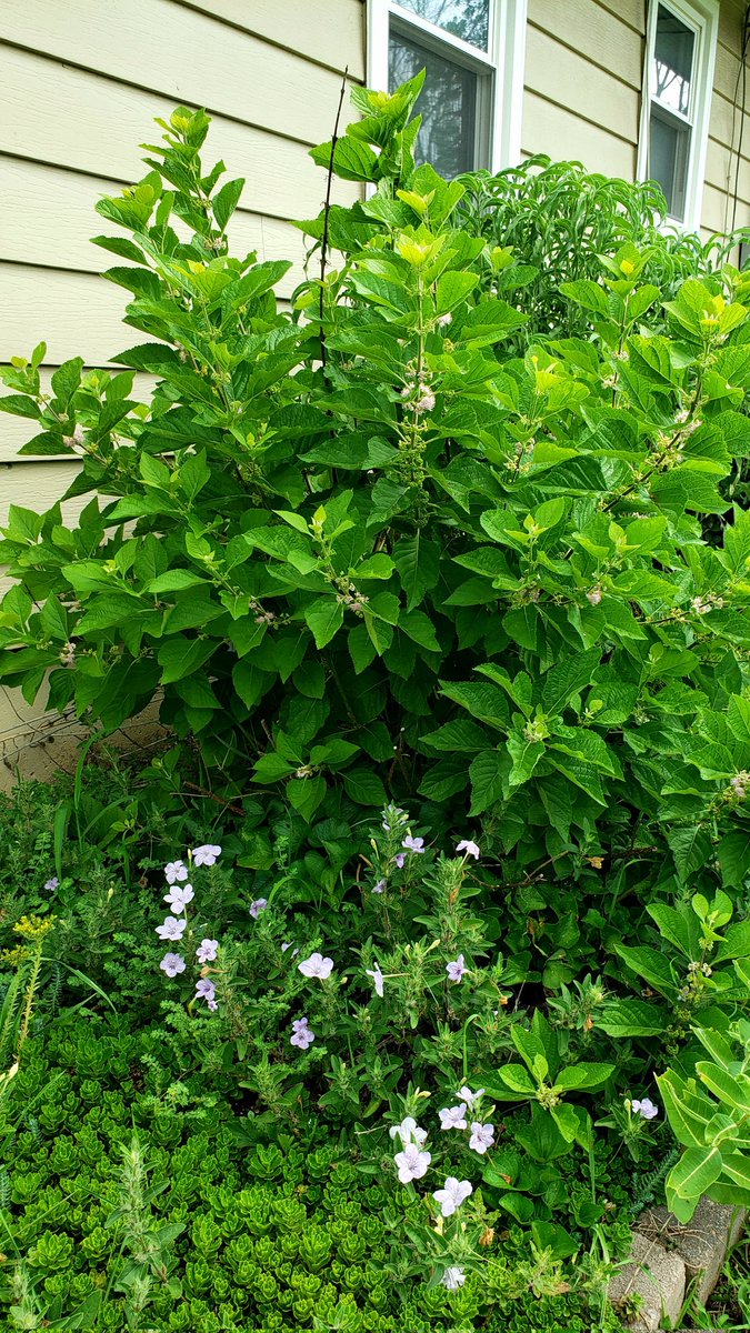Green_MarkO's tweet photo. Wild Hairy Petunia (Ruellia humilis), Wild Violet (Viola sororia) and non-native stonecrop form a living mulch beside American Beauty Berry (Callicarpa americana), etc. in this bed #WhatYouPlantMatters #nativeplants #naturallandscape #pollinatorgarden #GrowNative https://t.co/jYDPPswehM