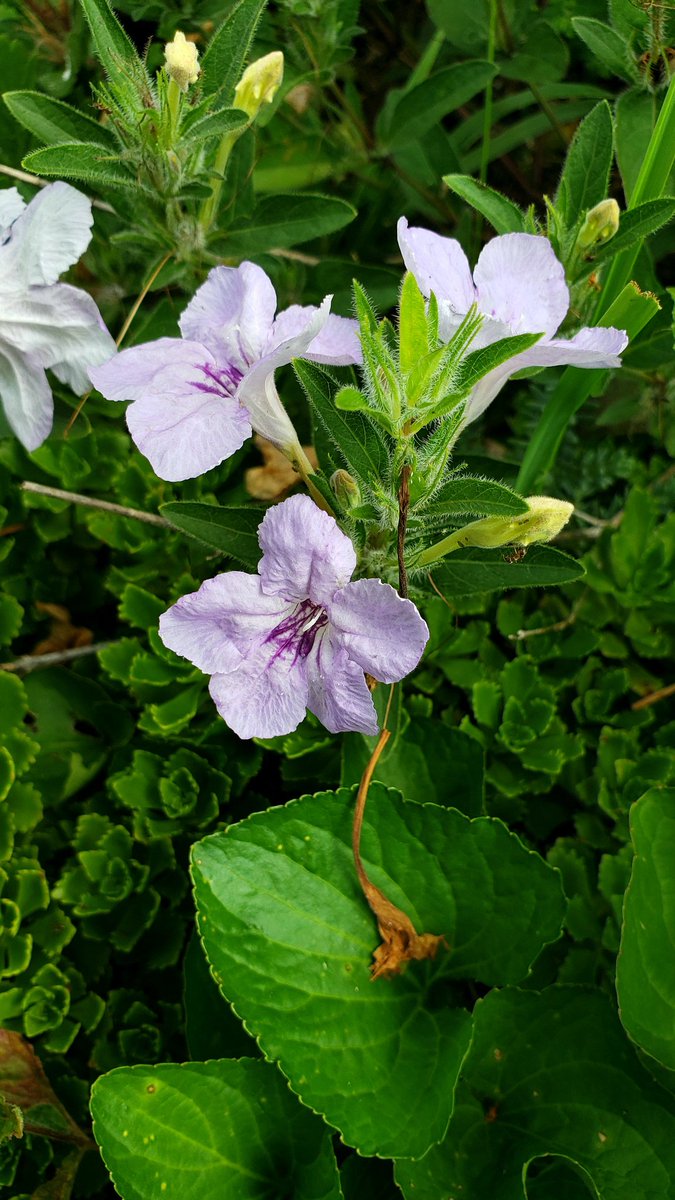 Green_MarkO's tweet photo. Wild Hairy Petunia (Ruellia humilis)! A fantastic living mulch! #WhatYouPlantMatters #GrowNative #pollinatorgarden #nativeplants #naturallandscape https://t.co/FsGuxJSXqA