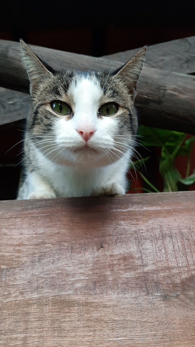yo_soy_jor's tweet photo. Te estoy observando... 😉 #Caturday 😻 #Matida 😽 https://t.co/CLTb730QfA
