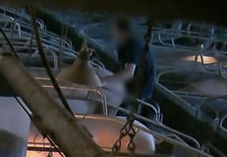 Morbid Knowledge tweet media