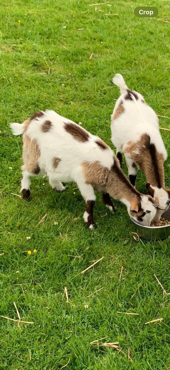 #StolenDogHour 

THE #PYGMYGOAT ON LEFT STOLEN, #PENLLYN, #WALES 

“TAKEN from our field in Penllyn! 
She has markings on her back. They are brother&amp;sister and have never been apart. She must be petrified. They have also taken the yellow feeders” 

<a href="/missingdogwales/">missingdogsteamwales</a> <a href="/JacquiSaid/">Dogs of Tooting 1</a>