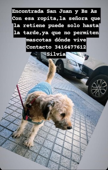 chechuscecyOK's tweet photo. @Rosariociudadok por favor rt para saber si alguien conoce a los dueños de esta perrita perdida en San Juan y Buenos Aires. Gracias https://t.co/yFK0eLJgCX