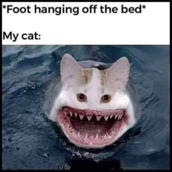 kyle_w_bird's tweet photo. Happy Caturday!!
#catsofsocialmedia #catsofinstagram #happycaturday #caturday #cats #catmemes #catshark https://t.co/dX2qUoqpv4