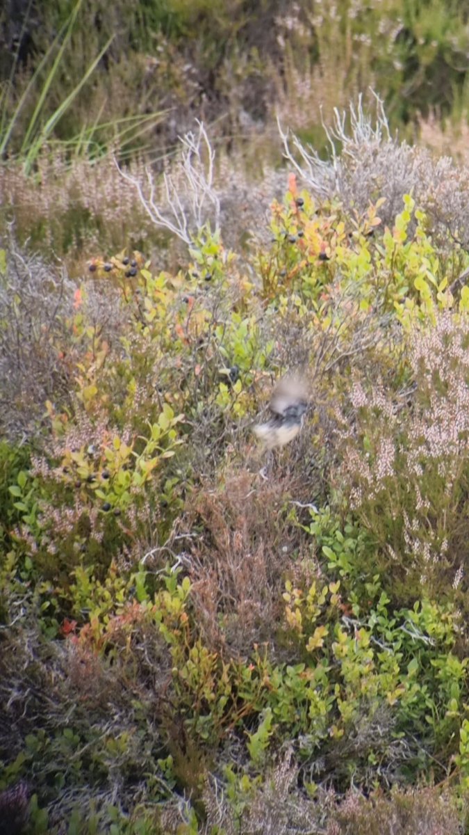 Oli Beacock (@oli_beacock) on Twitter photo Male stonechat on the moor at Allt-na-guibhsaich. Striking pale underparts at ~150m. In full song. Orange limited to breast, big white collar, large white rump, and black auxilliaries... Siberian?
<a href="/ScottishBirding/">The SOC</a> <a href="/BirdGuides/">BirdGuides</a> <a href="/RareBirdAlertUK/">RareBirdAlertUK</a> <a href="/LeeEvansBirding/">Lee Evans (LGRE) - the official account</a> <a href="/docmartin2mc/">Martin Collinson #BLM</a> Male stonechat on the moor at Allt-na-guibhsaich. Striking pale underparts at ~150m. In full song. Orange limited to breast, big white collar, large white rump, and black auxilliaries... Siberian?
<a href="/ScottishBirding/">The SOC</a> <a href="/BirdGuides/">BirdGuides</a> <a href="/RareBirdAlertUK/">RareBirdAlertUK</a> <a href="/LeeEvansBirding/">Lee Evans (LGRE) - the official account</a> <a href="/docmartin2mc/">Martin Collinson #BLM</a>