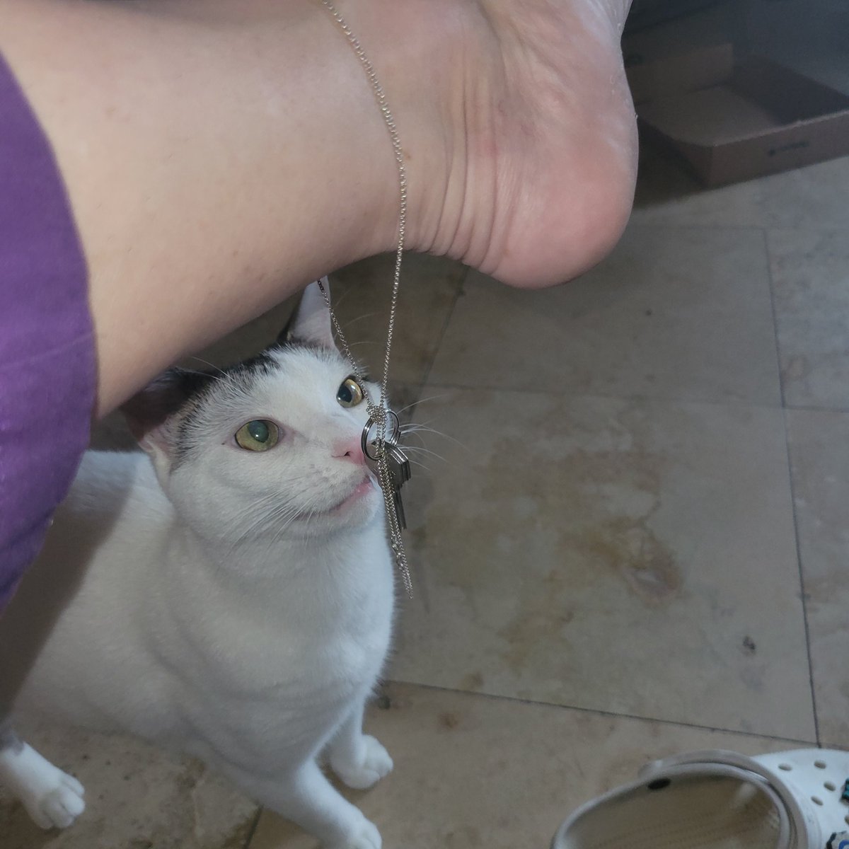 msdee_manding's tweet photo. I told my cuck I would send him a pic of my pussy and the keys to his chastity. I hope he enjoys. Heheh @BrianCuck #chastity https://t.co/rYuiZb52PI