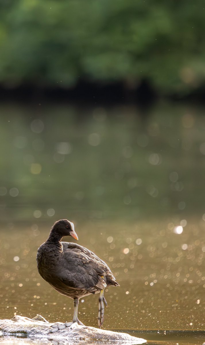 RyanWildlife's tweet photo. @kirola_hemant https://t.co/uhkkURGuDQ
