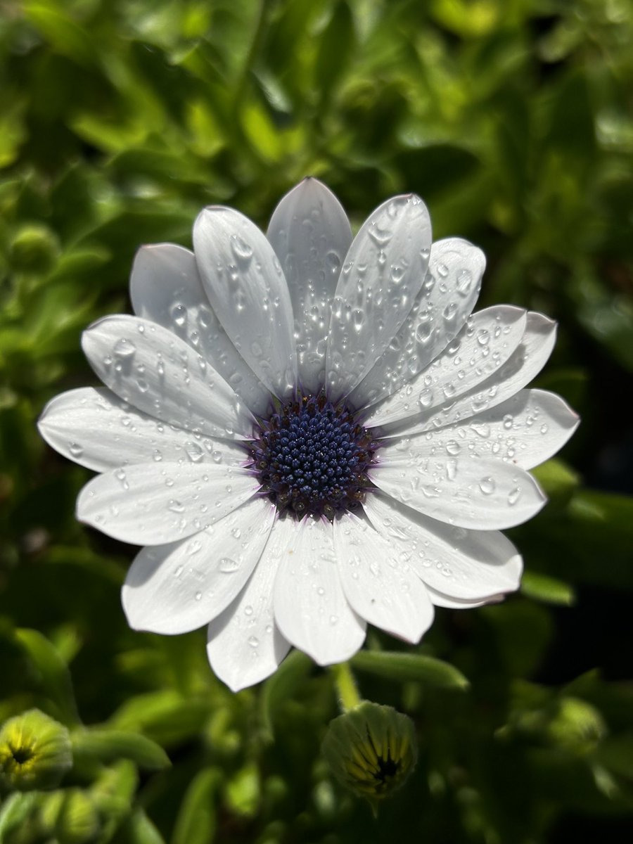 paulinewrites's tweet photo. #afloweraday #justcos https://t.co/R4gSGVvNs3