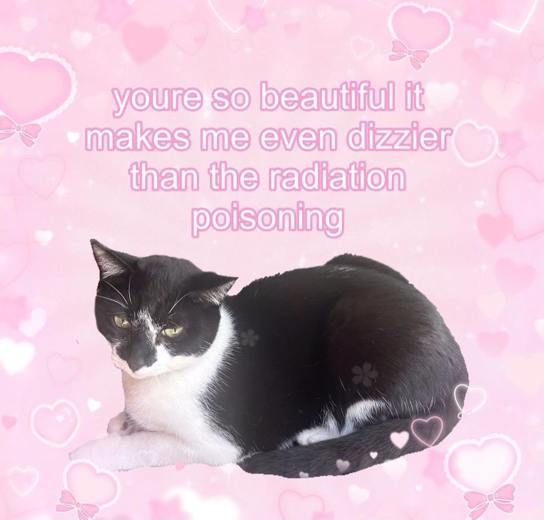 chaotic cats (@chaoticcatpics) on Twitter photo 