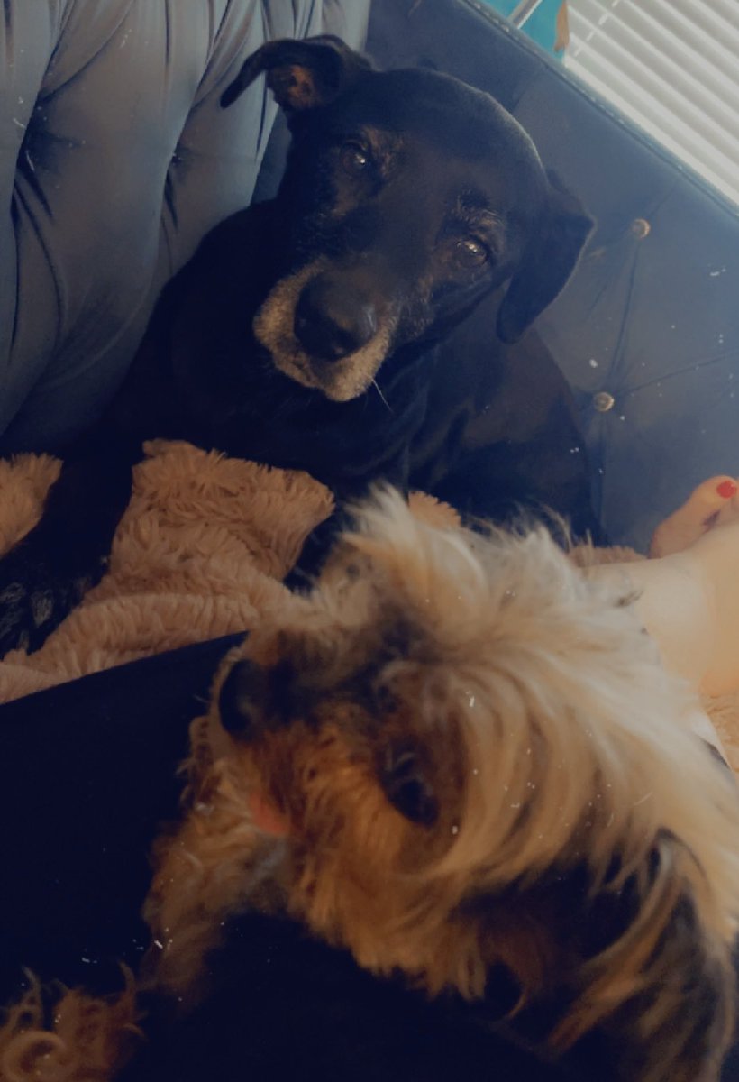 Nikki_Irish's tweet photo. Me and a dog pile. That’s Lillie, my son’s sweet old girl and of course Saucy Sosie. ❤️ #hurricanelife #dogpile #labsarethebest #yorkiesarehighmaintenance https://t.co/yrTVFocBFt