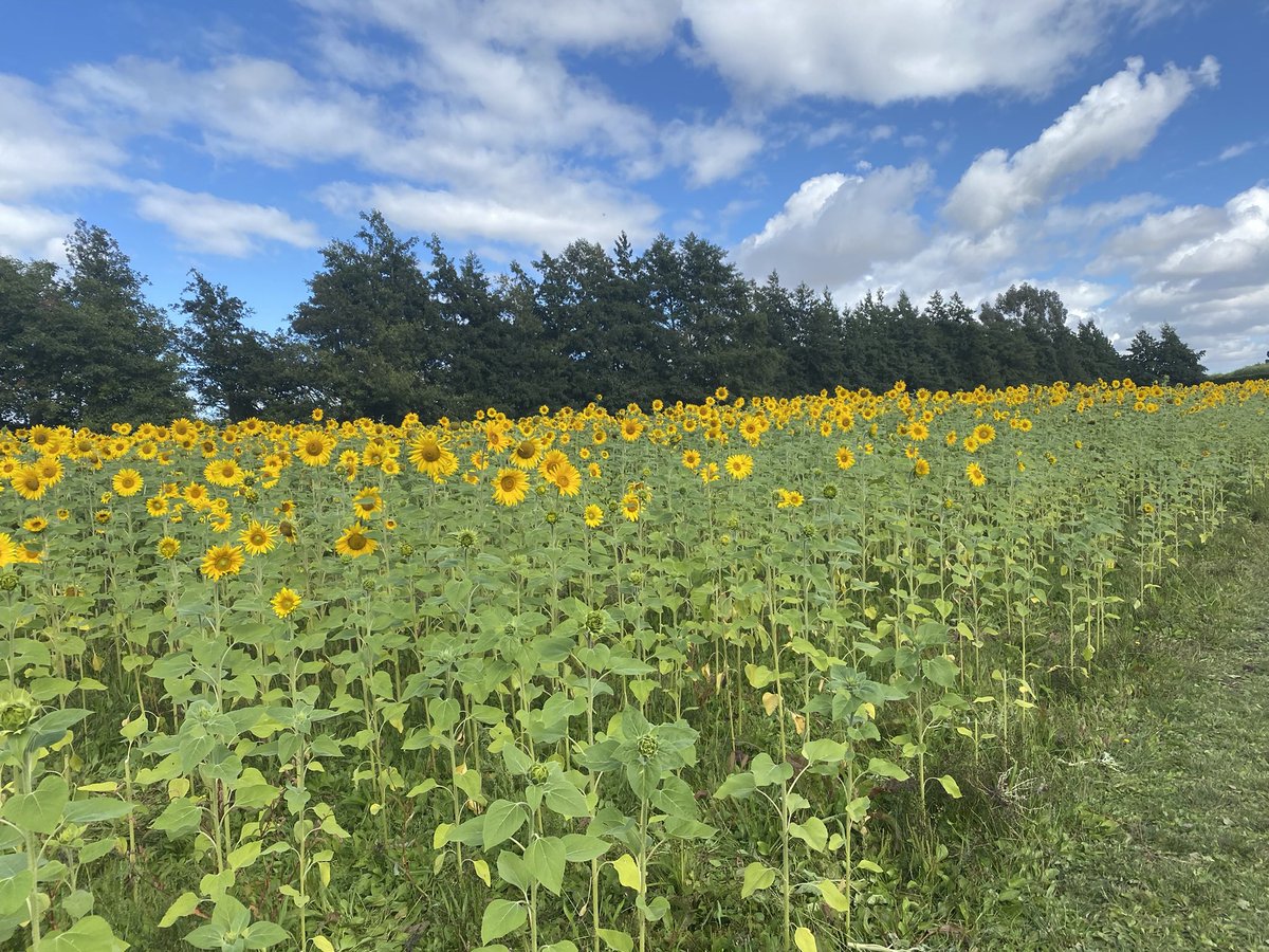 SRixecker's tweet photo. @consertum The local sunflower field this past summer in the South Island, New Zealand. They bring such joy! https://t.co/vZR0pmyWBj