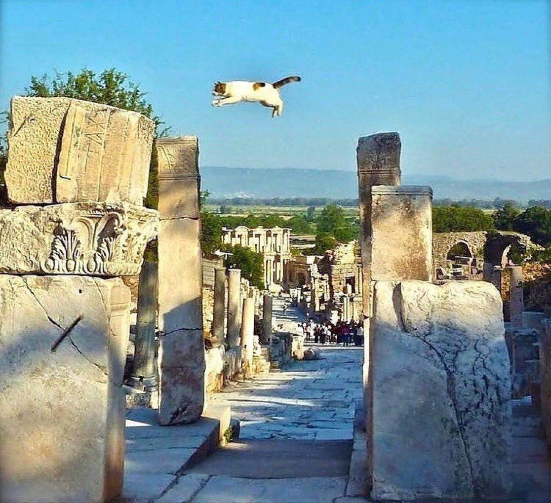 arkeologbirey's tweet photo. Efes Antik Kenti’nde uçan bir Pisus 🏛🏺🐈 https://t.co/Mqhiyz326G