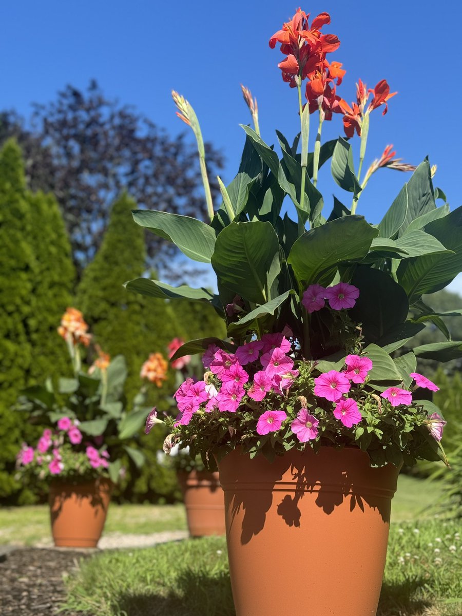 MollyPitcherCT's tweet photo. Gorgeous day here in CT!  Thought I would show off my @dunkindonuts themed canna/petunia pots!  Loving that orange and pink color combo this year! https://t.co/KopF1yanKA