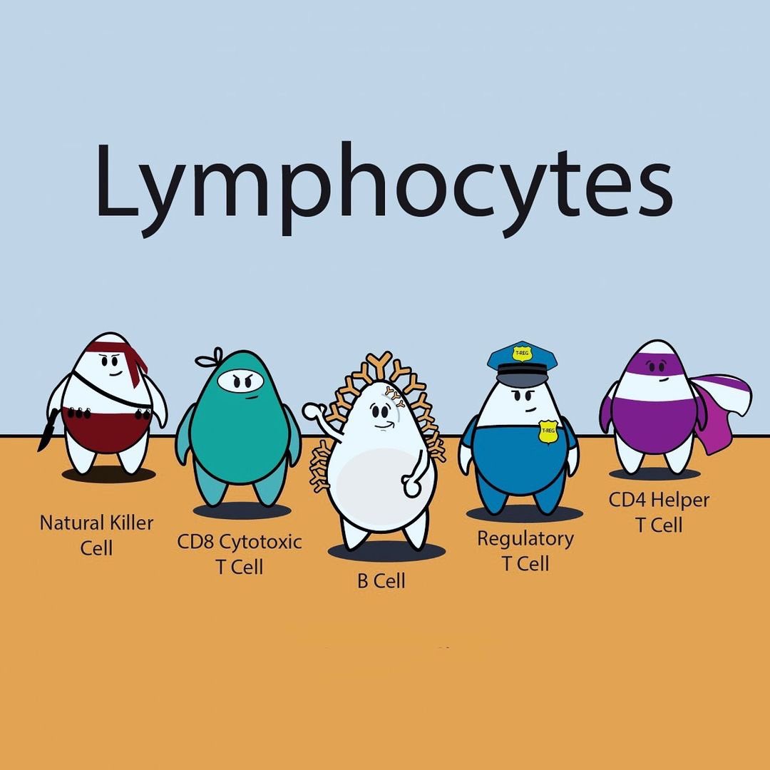LYMPHOCYTES ✔️