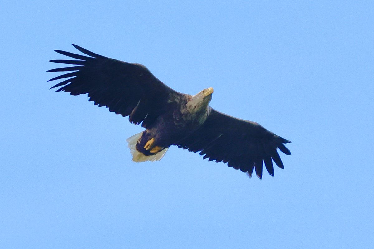 White-tailed Eagle flyover, Isle of Mull