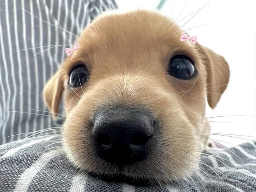 animals wearing bows (@animalswithbows) on Twitter photo 